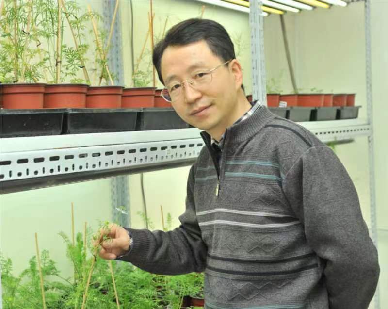 万搏官方注册创新论坛第一千二百六十八讲暨120周年校庆年系列活动：复杂花瓣的发育与进化